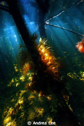 Beauty beneath the Mangroves by Andrea Lee 